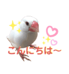 文鳥のあずきときなこスタンプ（個別スタンプ：3）