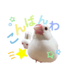文鳥のあずきときなこスタンプ（個別スタンプ：4）