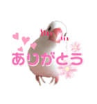 文鳥のあずきときなこスタンプ（個別スタンプ：6）