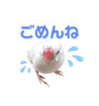文鳥のあずきときなこスタンプ（個別スタンプ：7）