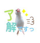 文鳥のあずきときなこスタンプ（個別スタンプ：8）
