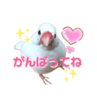 文鳥のあずきときなこスタンプ（個別スタンプ：9）