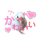 文鳥のあずきときなこスタンプ（個別スタンプ：11）