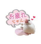文鳥のあずきときなこスタンプ（個別スタンプ：14）