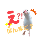 文鳥のあずきときなこスタンプ（個別スタンプ：15）