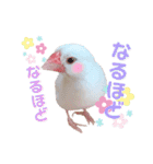 文鳥のあずきときなこスタンプ（個別スタンプ：16）