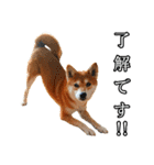 日常スタンプ 柴犬（個別スタンプ：1）