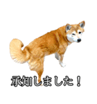 日常スタンプ 柴犬（個別スタンプ：3）