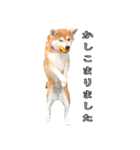 日常スタンプ 柴犬（個別スタンプ：4）