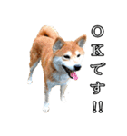 日常スタンプ 柴犬（個別スタンプ：5）