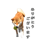 日常スタンプ 柴犬（個別スタンプ：6）