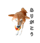 日常スタンプ 柴犬（個別スタンプ：7）