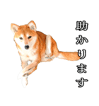日常スタンプ 柴犬（個別スタンプ：8）