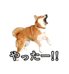 日常スタンプ 柴犬（個別スタンプ：10）