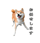 日常スタンプ 柴犬（個別スタンプ：12）