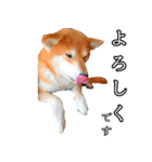 日常スタンプ 柴犬（個別スタンプ：13）