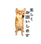 日常スタンプ 柴犬（個別スタンプ：14）