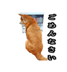 日常スタンプ 柴犬（個別スタンプ：15）