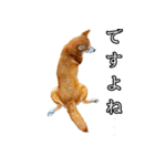 日常スタンプ 柴犬（個別スタンプ：18）