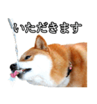 日常スタンプ 柴犬（個別スタンプ：20）