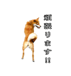 日常スタンプ 柴犬（個別スタンプ：21）