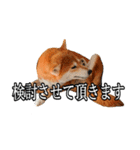 日常スタンプ 柴犬（個別スタンプ：22）