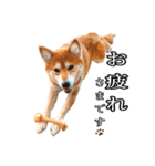 日常スタンプ 柴犬（個別スタンプ：23）
