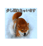 日常スタンプ 柴犬（個別スタンプ：24）