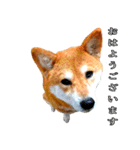 日常スタンプ 柴犬（個別スタンプ：25）