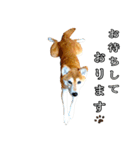 日常スタンプ 柴犬（個別スタンプ：27）