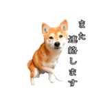 日常スタンプ 柴犬（個別スタンプ：29）
