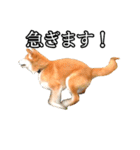 日常スタンプ 柴犬（個別スタンプ：30）