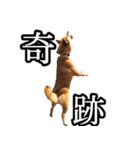 日常スタンプ 柴犬（個別スタンプ：31）