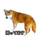日常スタンプ 柴犬（個別スタンプ：32）