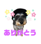 まろんがスタンプになったらしい（個別スタンプ：9）