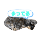 まろんがスタンプになったらしい（個別スタンプ：10）