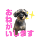 まろんがスタンプになったらしい（個別スタンプ：11）