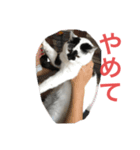 もうスタンプ（個別スタンプ：1）