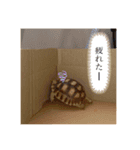 太郎ちゃんがスタンプになっちゃった件（個別スタンプ：4）