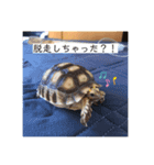 太郎ちゃんがスタンプになっちゃった件（個別スタンプ：6）