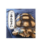 太郎ちゃんがスタンプになっちゃった件（個別スタンプ：7）