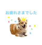 Clalaの毎日（個別スタンプ：3）