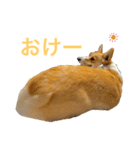 Clalaの毎日（個別スタンプ：5）