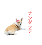 Clalaの毎日（個別スタンプ：6）