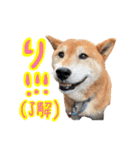 柴犬ごろうの生活（個別スタンプ：1）