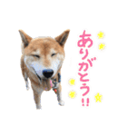 柴犬ごろうの生活（個別スタンプ：2）
