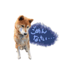 柴犬ごろうの生活（個別スタンプ：3）