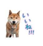 柴犬ごろうの生活（個別スタンプ：4）