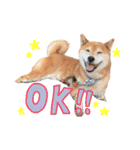 柴犬ごろうの生活（個別スタンプ：5）