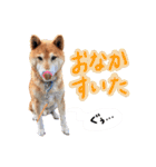 柴犬ごろうの生活（個別スタンプ：6）